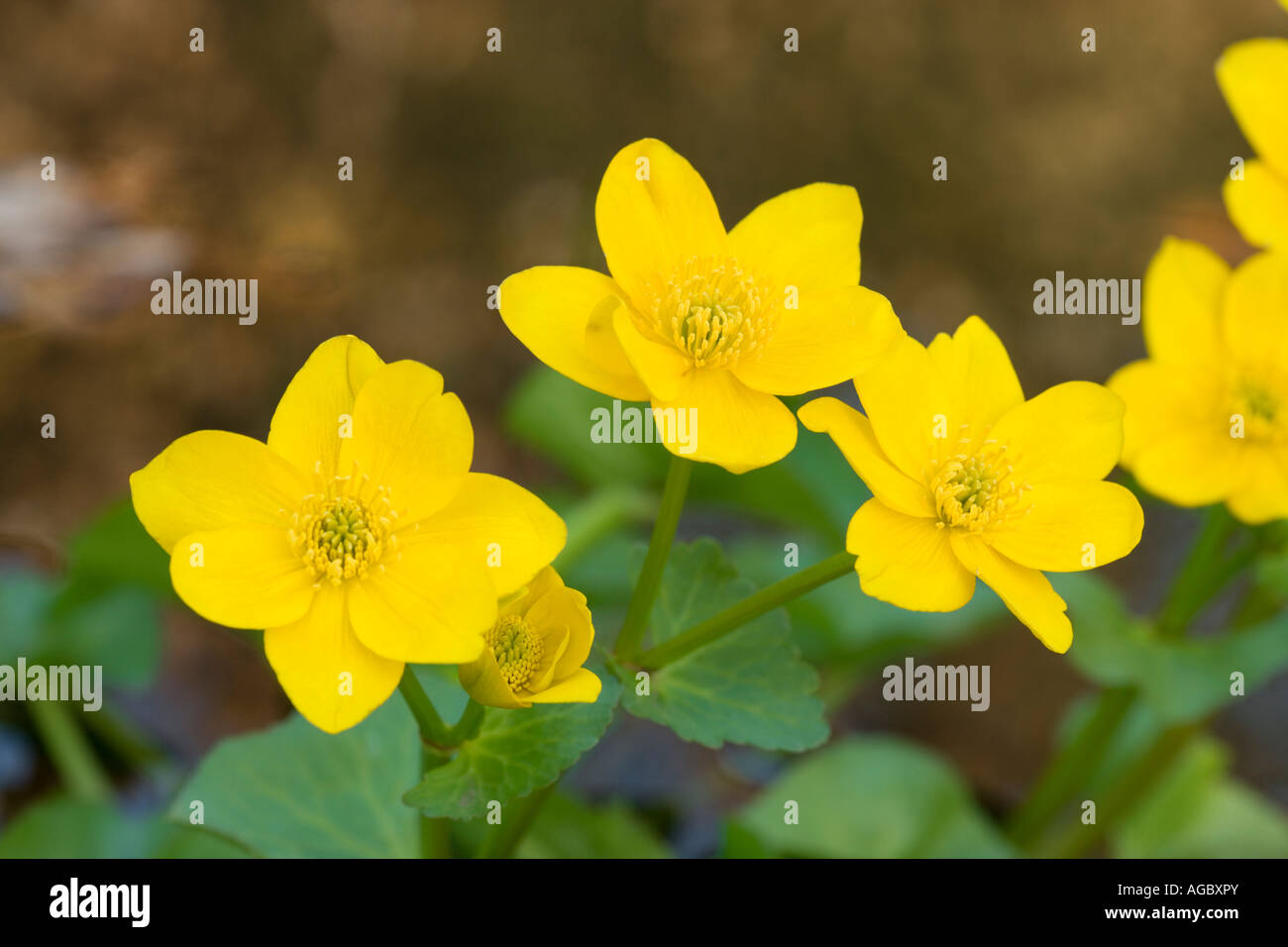 Marsh Marigold, Caltha palustris. UK Stock Photo
