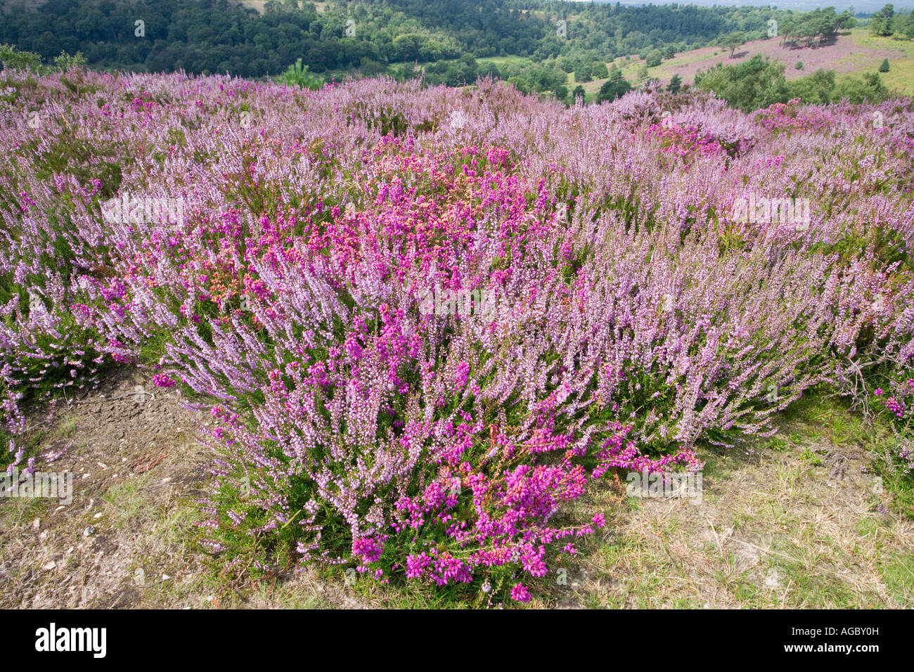 Bell heather, Erica cinerea and Ling, Calluna vulgaris at Devil's