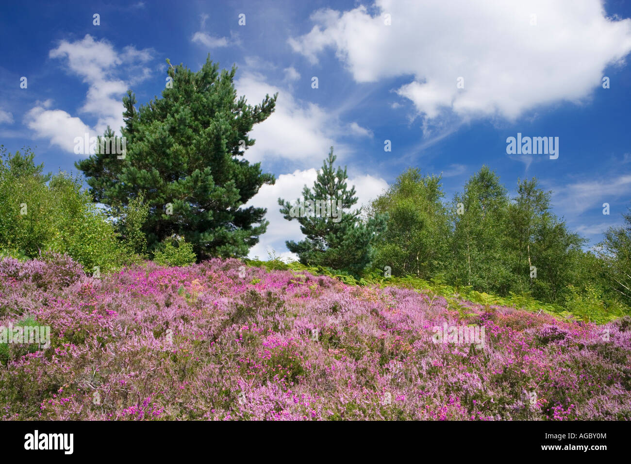 Devil's Punchbowl, Surrey, UK Stock Photo