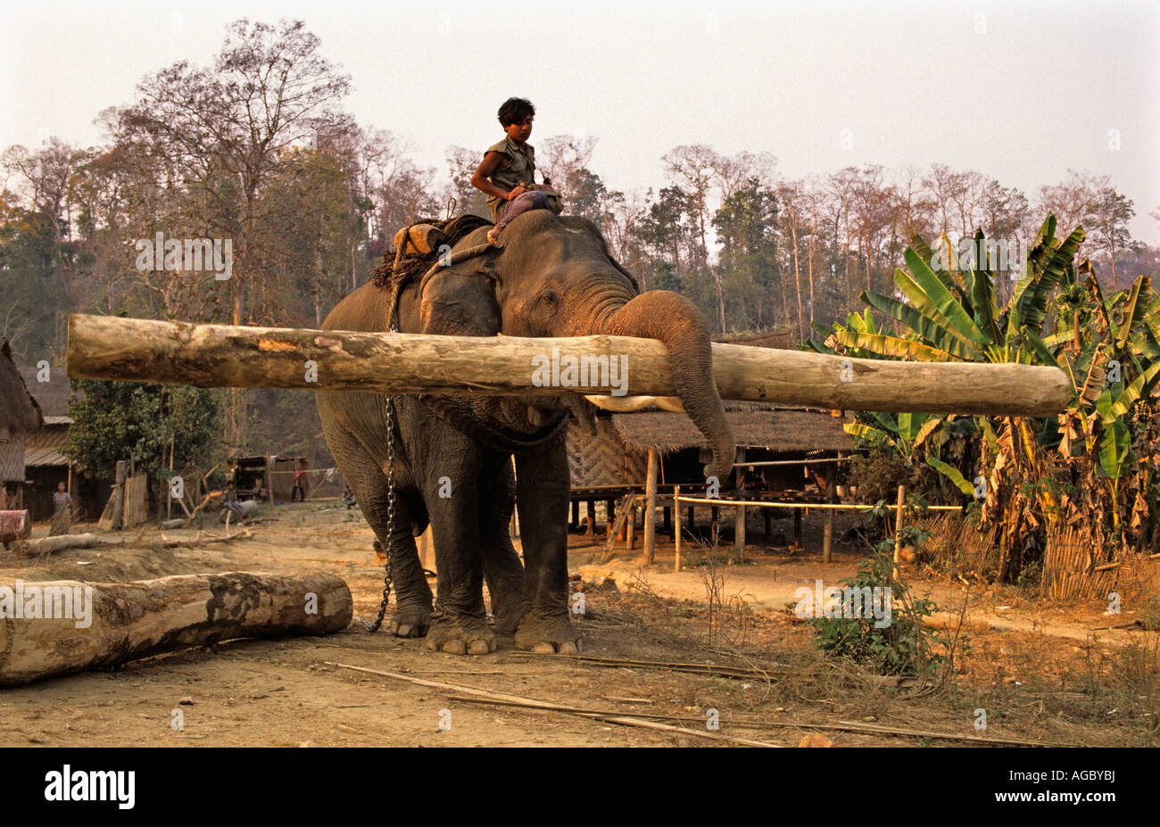 Elephant carrying log hires stock photography and images Alamy