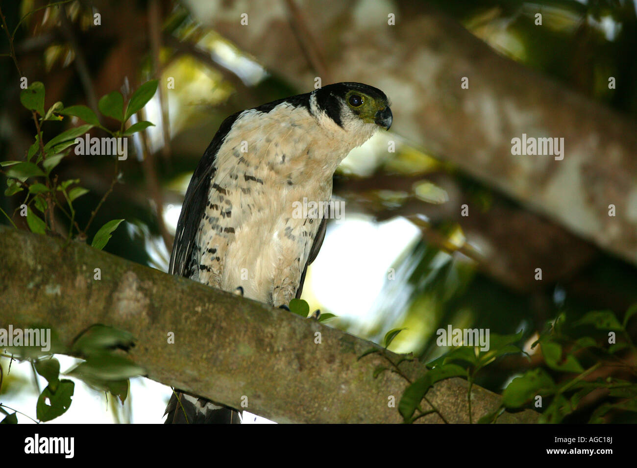 Collared Forest-falcon, Micrastur semitorquatus, sitting on a branch in the rainforest of Metropolitan park, Panama city, Republic of Panama. Stock Photo