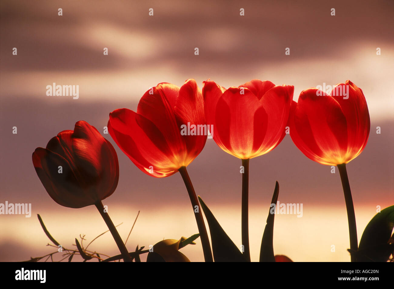 Red tulips highlighted under sunset skies Stock Photo