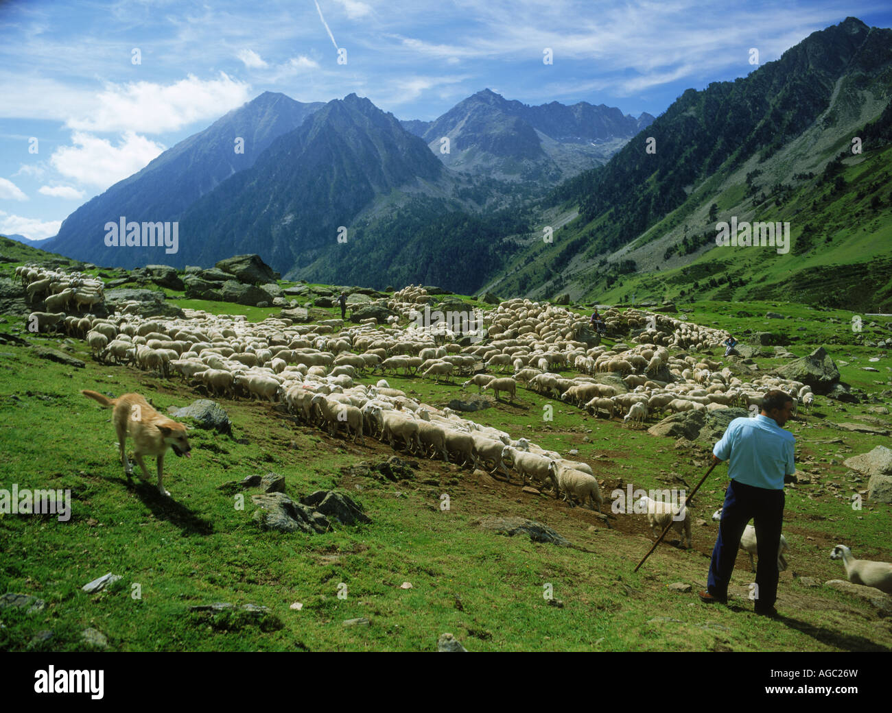 Sheep herdsman with dog in Spanish Cental Pyrenees at Vall d'Aran pass Stock Photo
