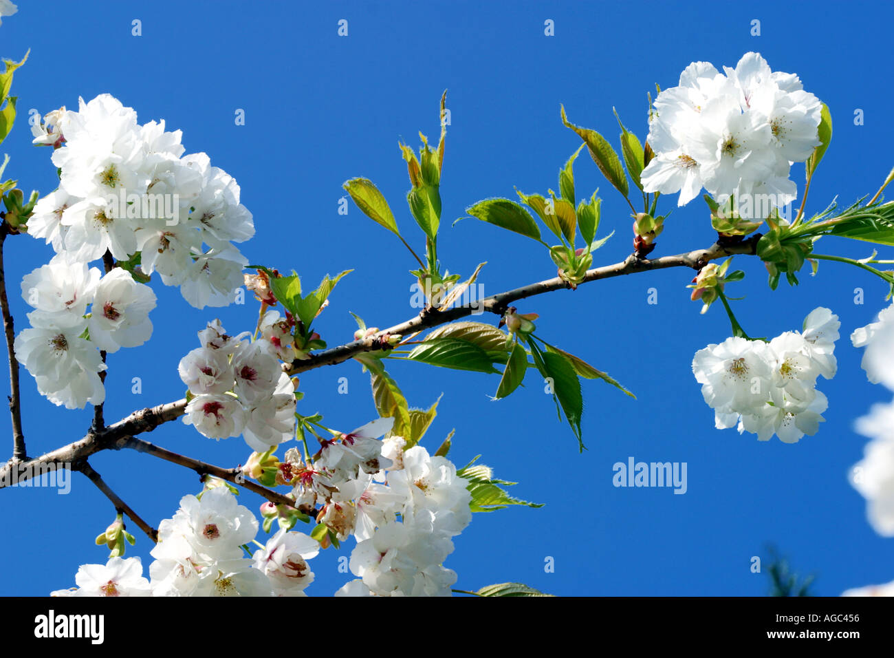 Natural spring hi-res stock photography and images - Alamy