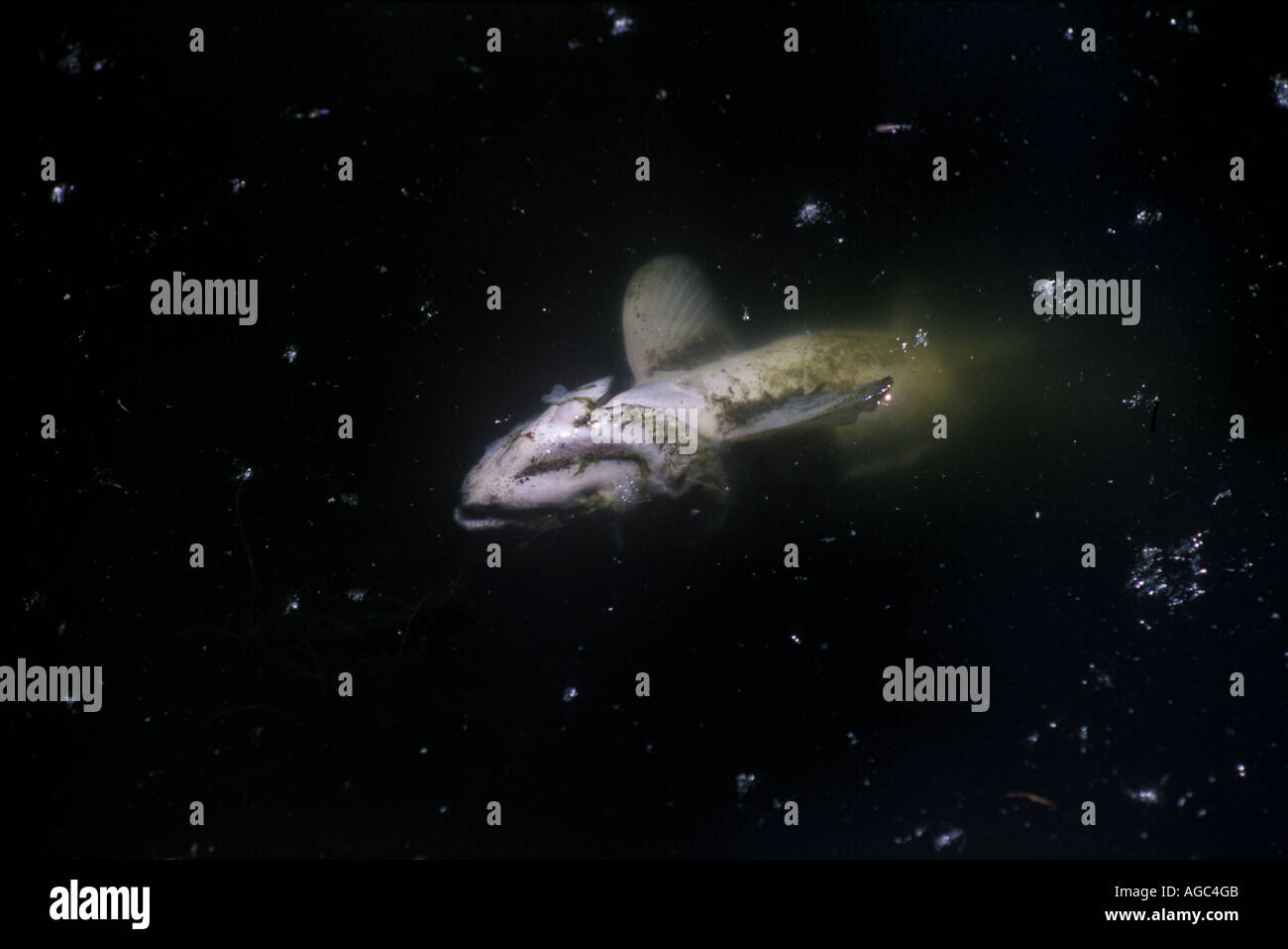 Dead fish floats upside in pool of dark stagnant water Stock Photo Alamy