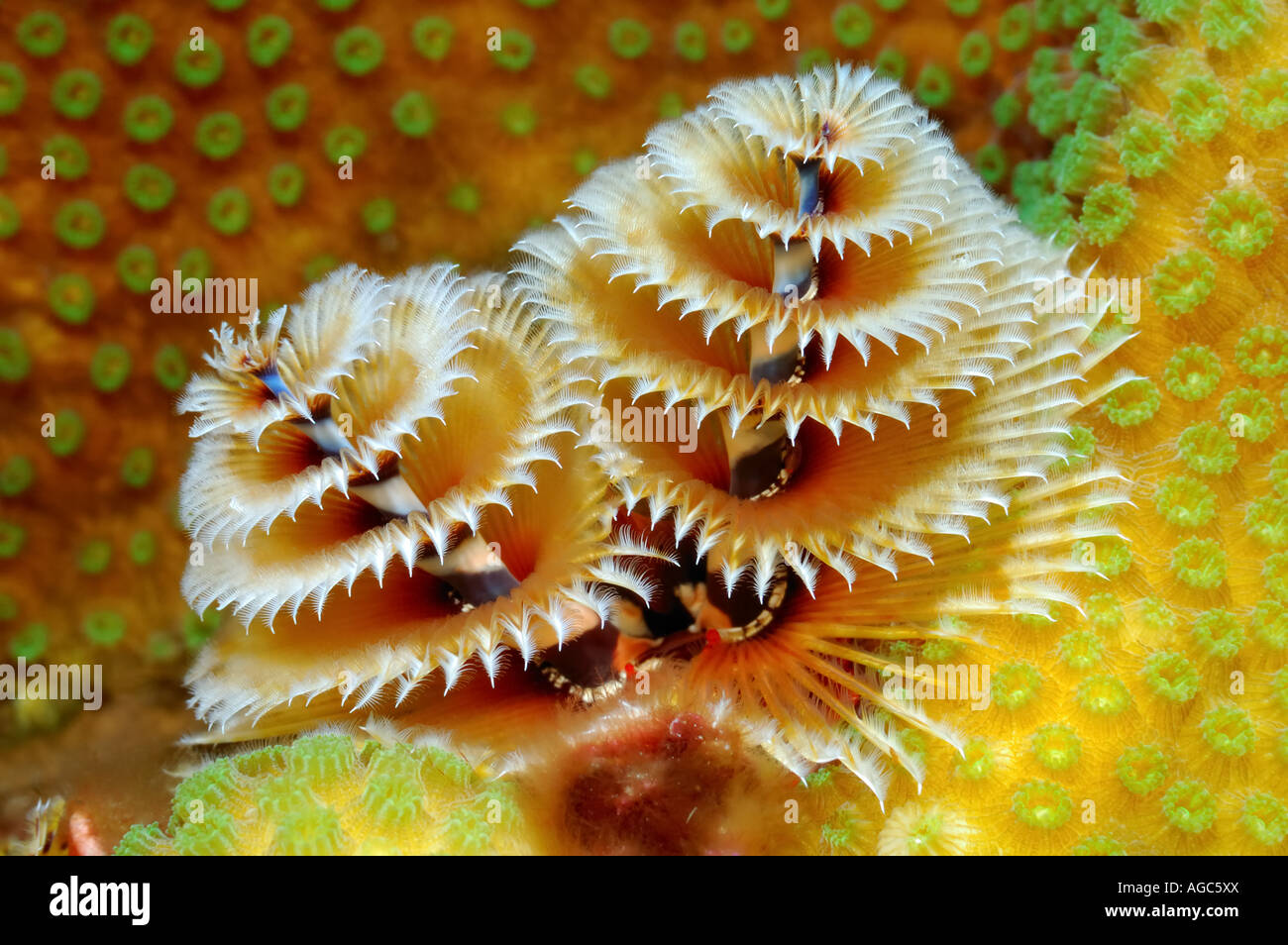 A tiny underwater Christmas tree tube worm shows it s color on the coral reef Stock Photo