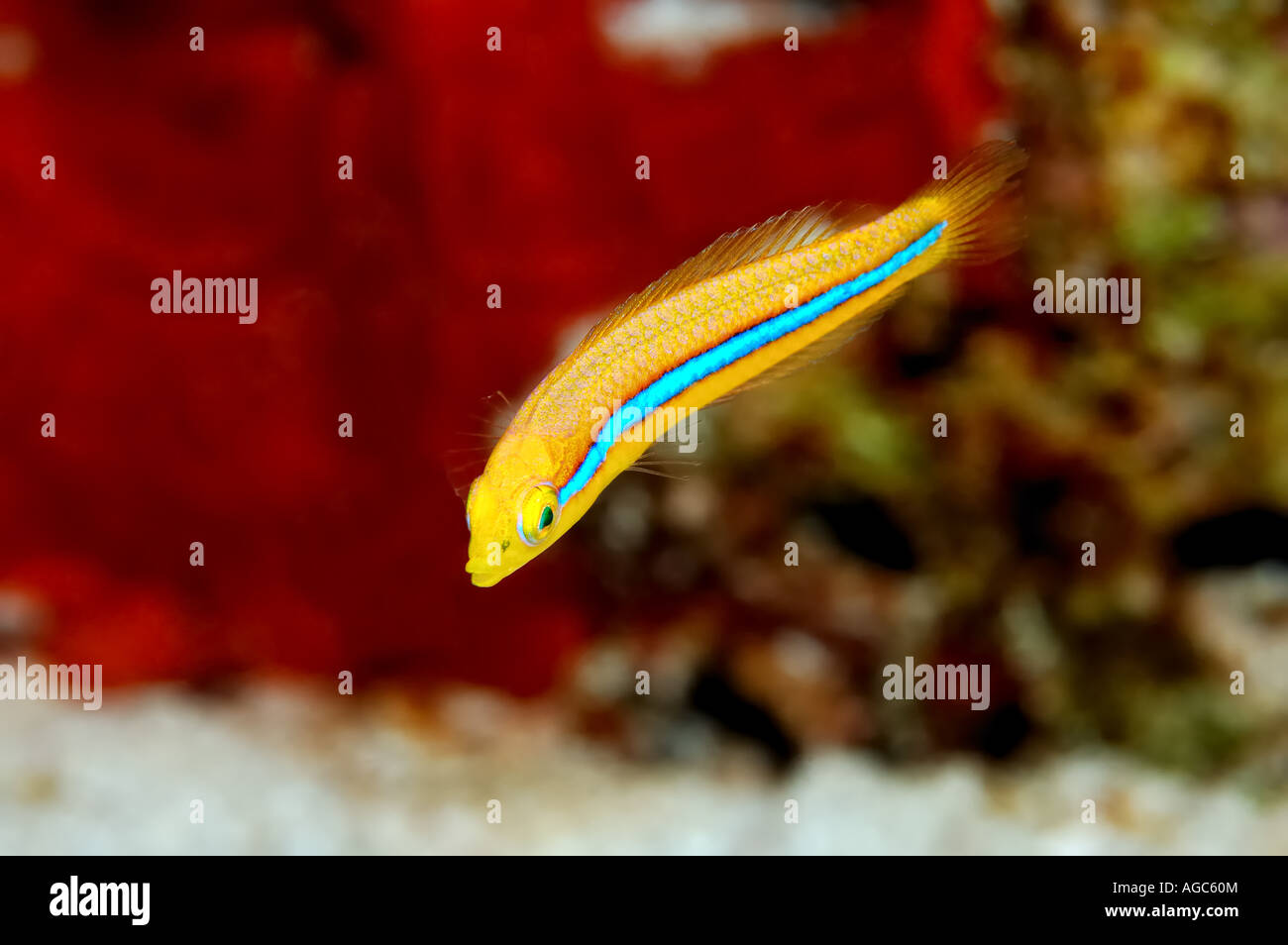 A juvenile yellow wrasse  swimming a colorful coral reef. Stock Photo
