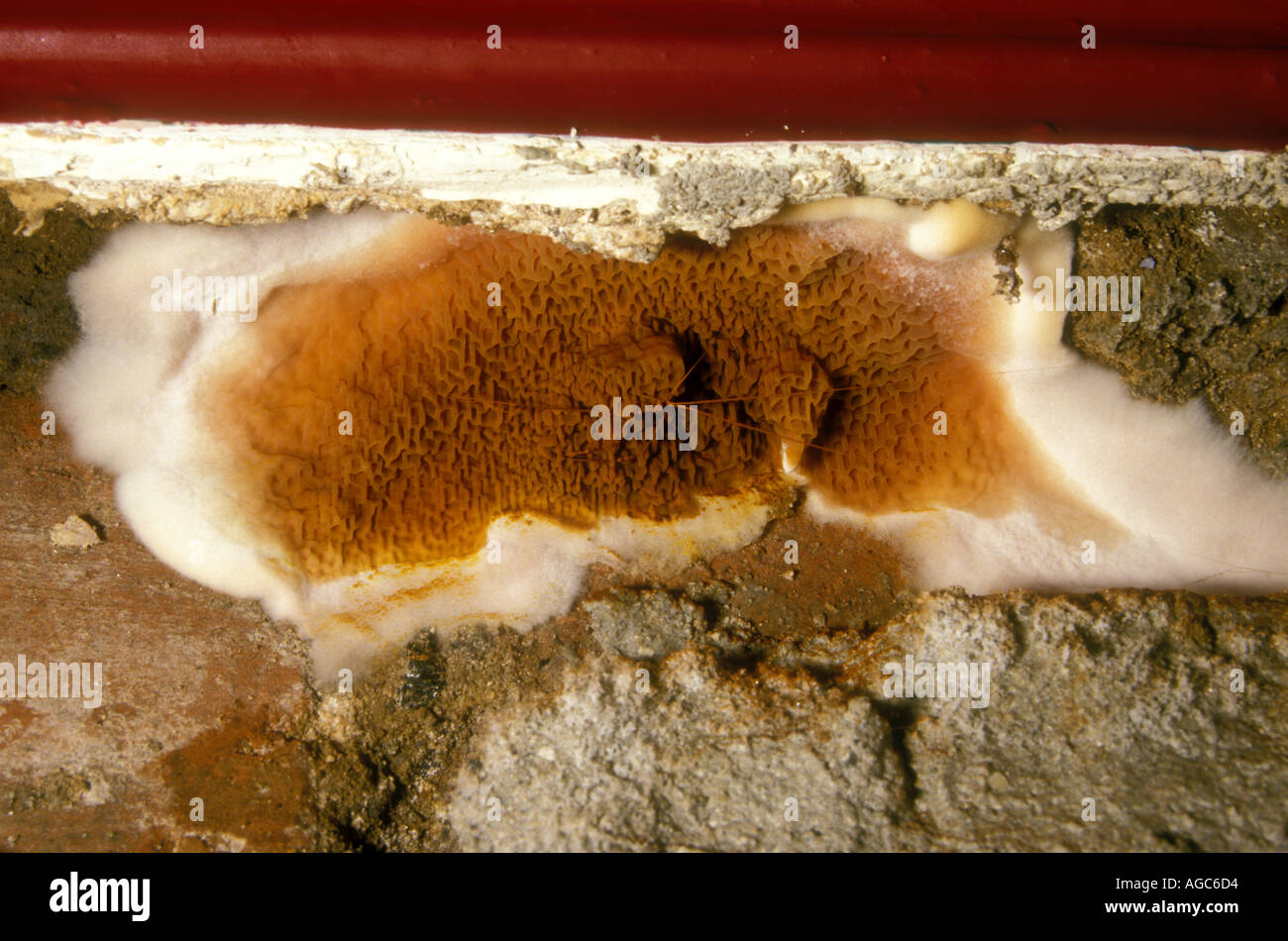 Dry rot fungus fruiting body hires stock photography and images Alamy