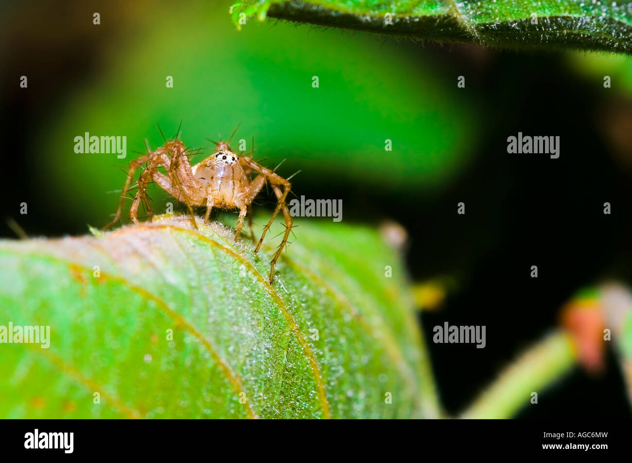 Extreme macrophotography of an spider on leaf Stock Photo - Alamy