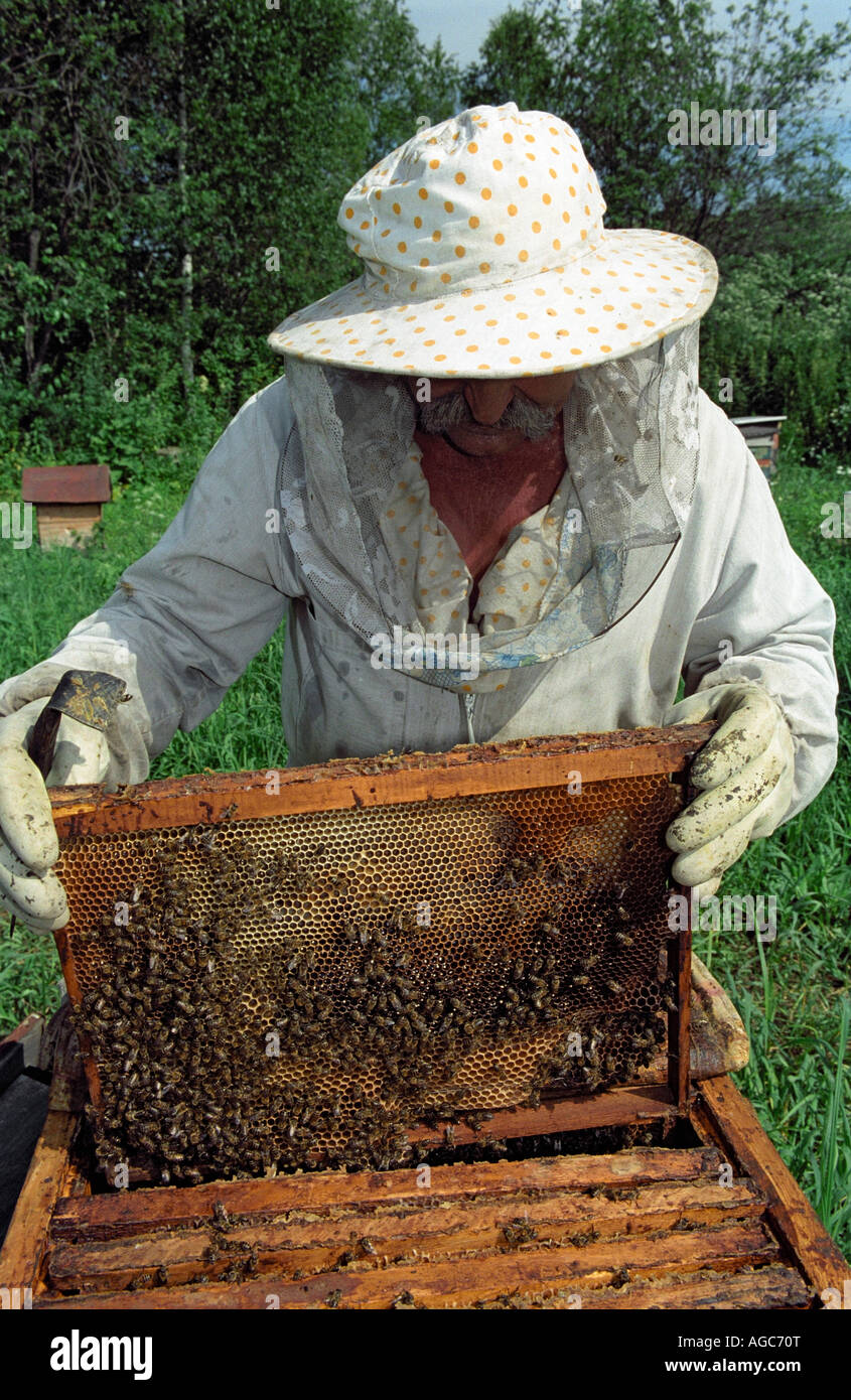 A beekeeper examines a frame with bees. Altai. Siberia. Russia Stock Photo