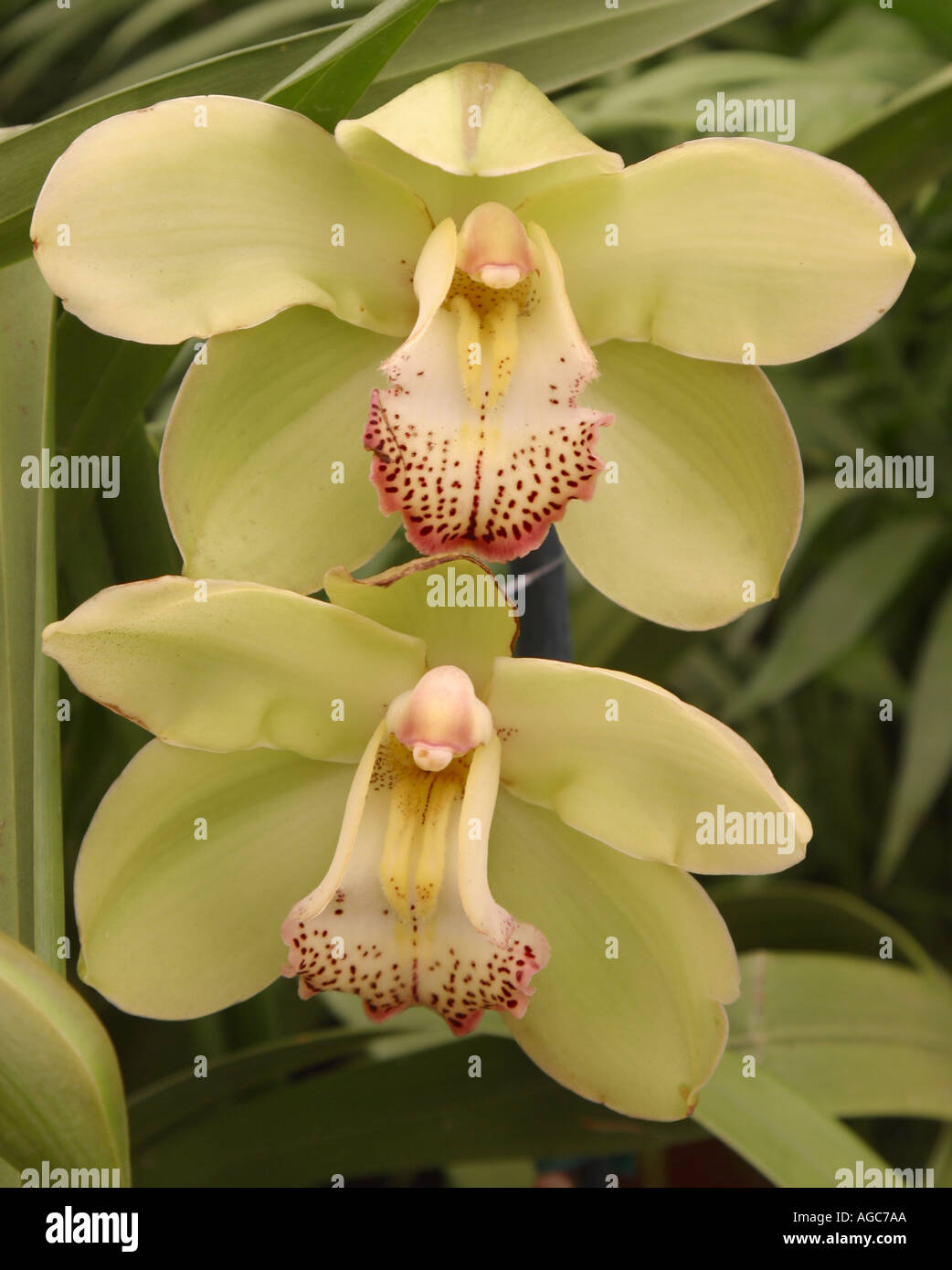 Cymbidium Orchid flowers Stock Photo