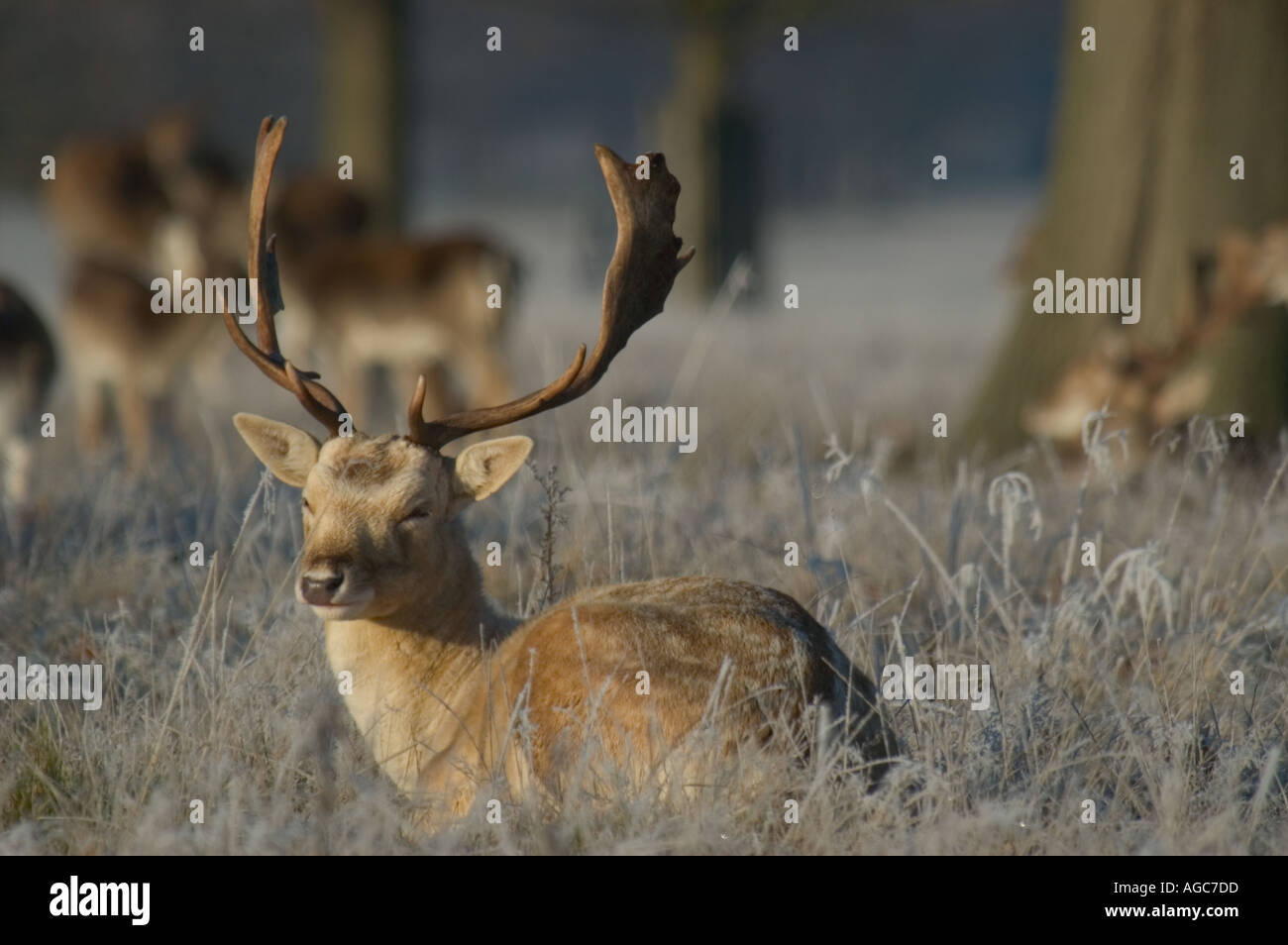 Red deer in Richmond Park in the cold Stock Photo - Alamy