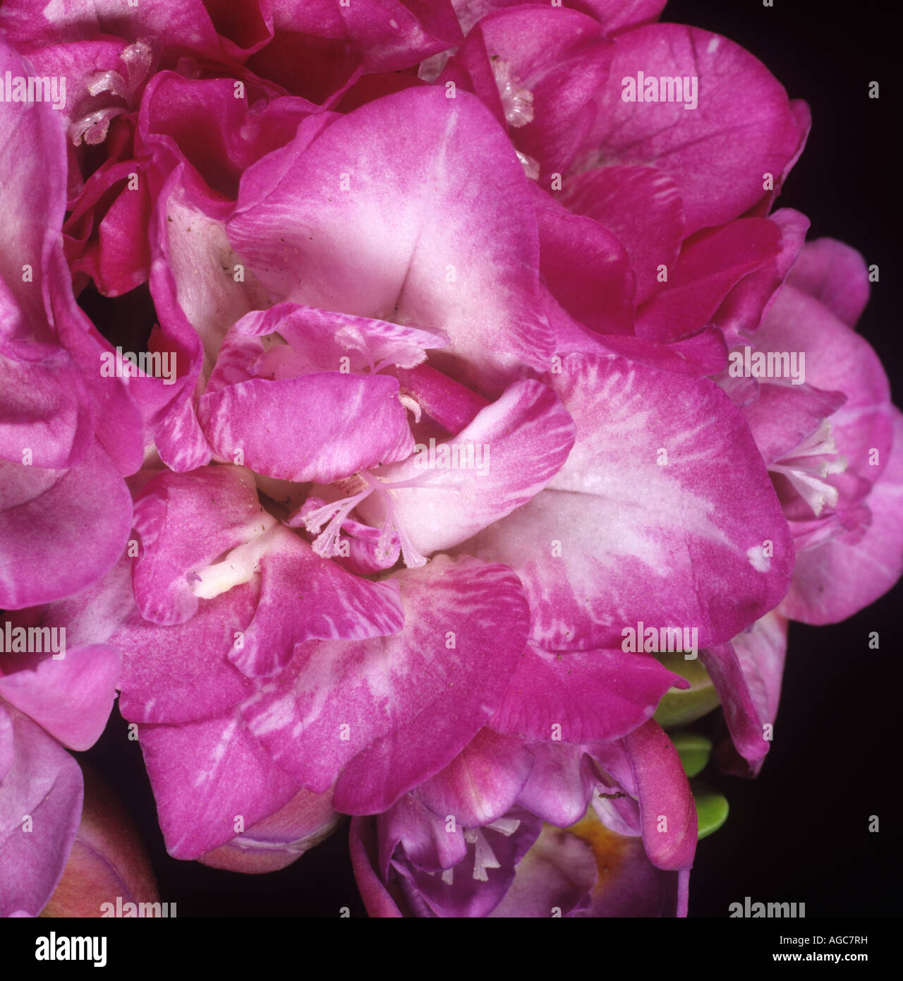 Freesia mosaic virus damage to commercially grown Freesia flower Stock