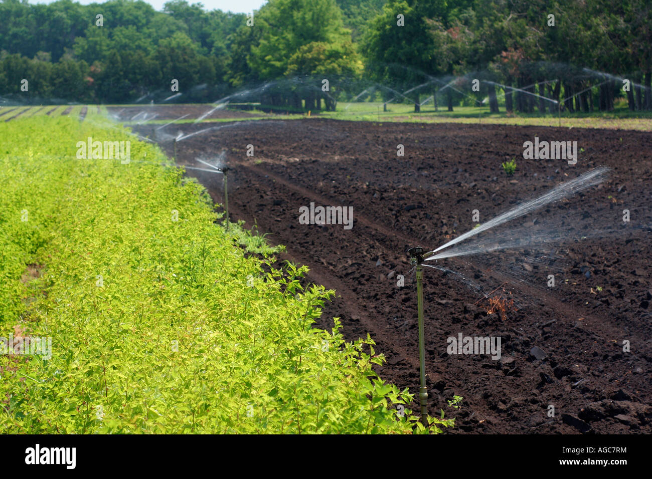 State forest nursery trees grow with irrigation at Ames Iowa facility