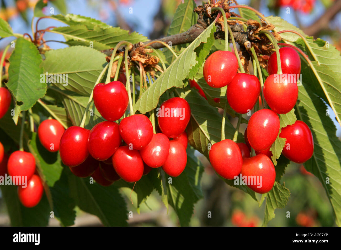 Cherrys on a cherry tree Stock Photo - Alamy
