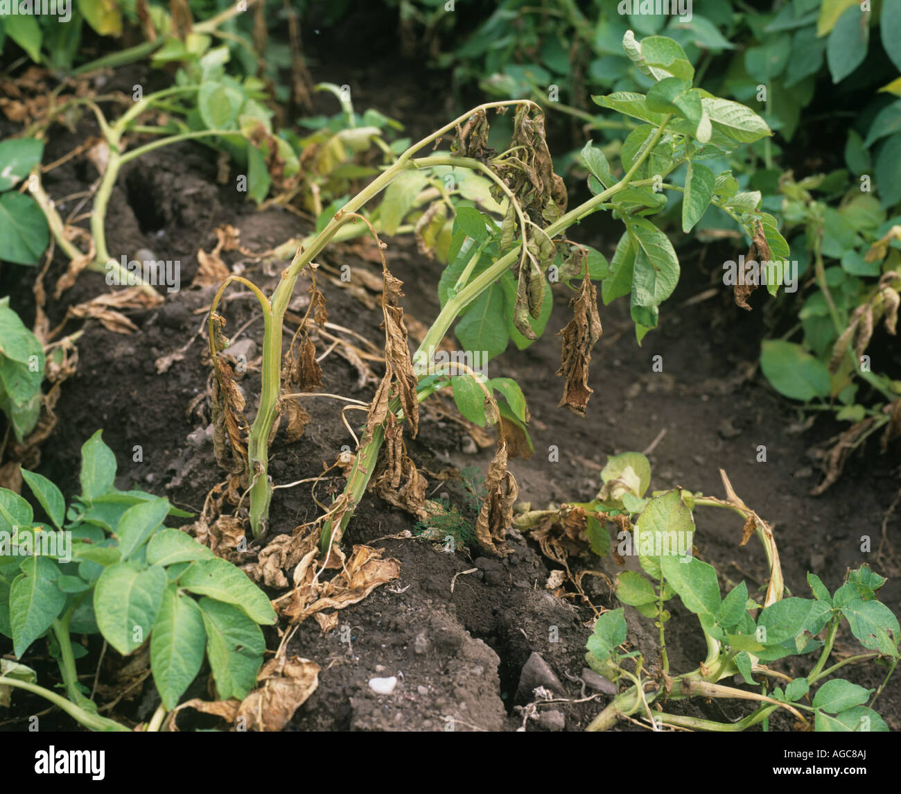 Wilt Verticillium albo atrum necrosis and damage on potato crop plants Scotland Stock Photo