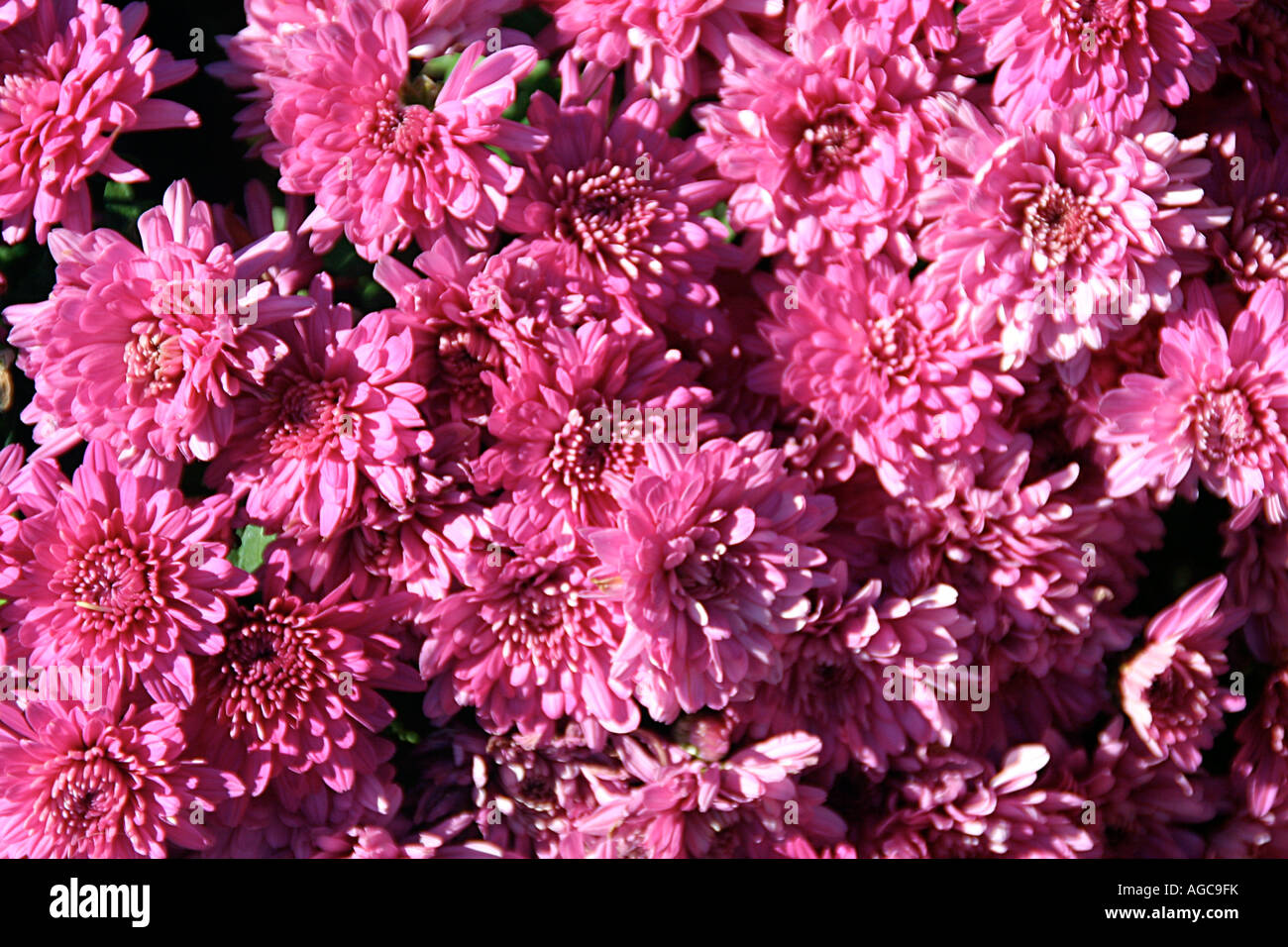 Pink Flowers Stock Photo