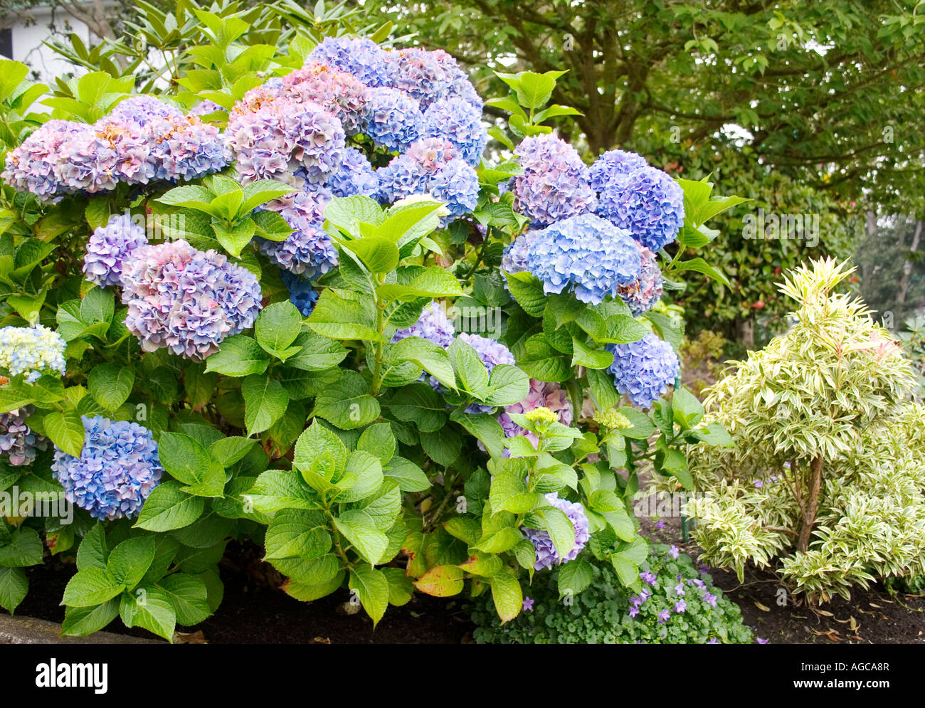 Blue Hydrangea shrub blooming profusely at the end of summer in ...