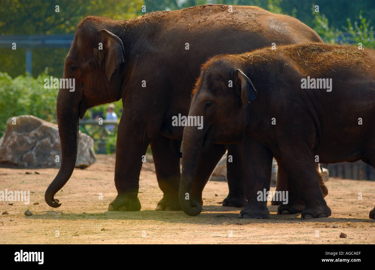 Asian Elephants in the Elephant House at a Zoo, England Stock Photo Alamy