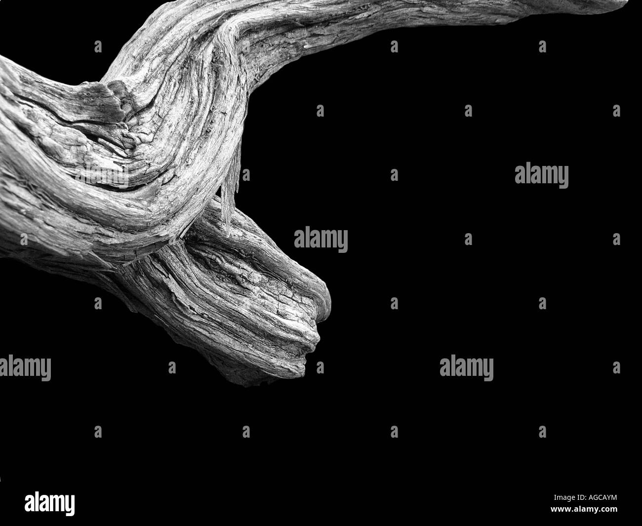 A gnarled old tree limb against a black backdrop Stock Photo