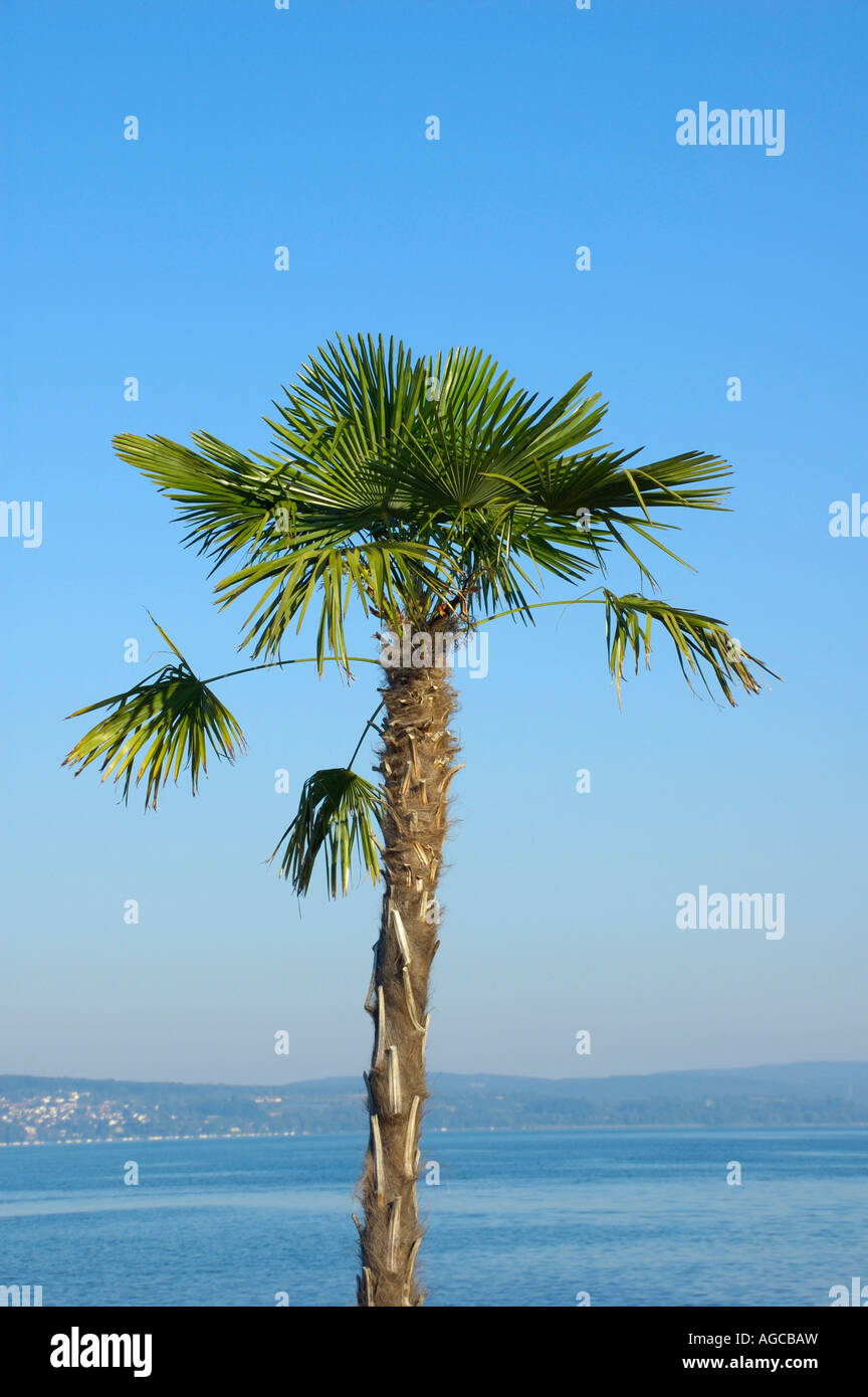 Water palm tree hi-res stock photography and images - Alamy
