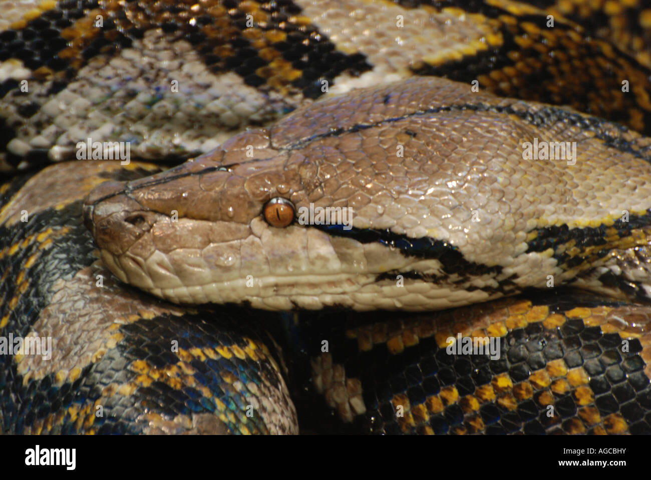 Close up of a coiled python snake Stock Photo - Alamy