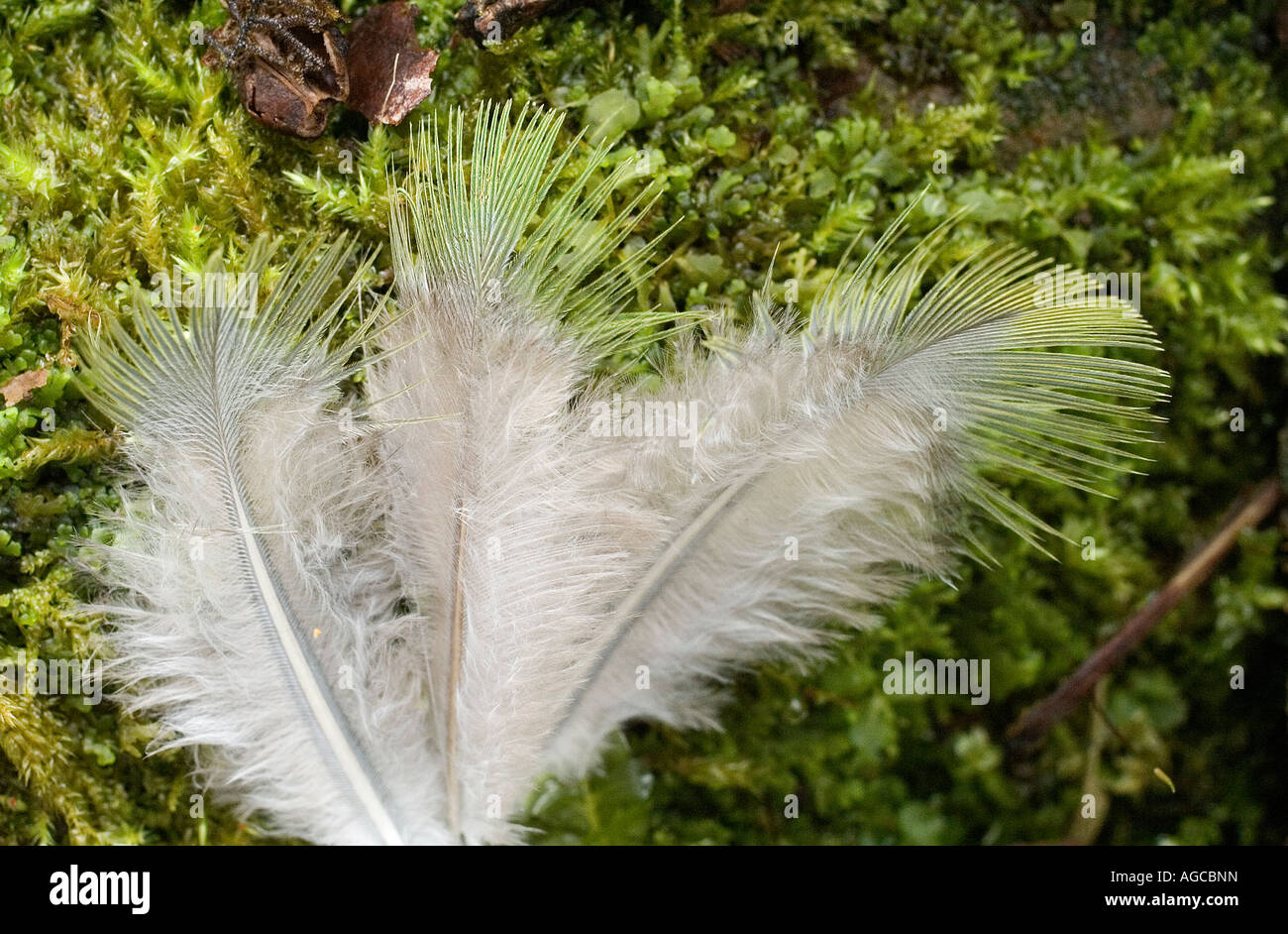 Feathers on the jungle floor, the Highlands, Papua New Guinea Stock Photo