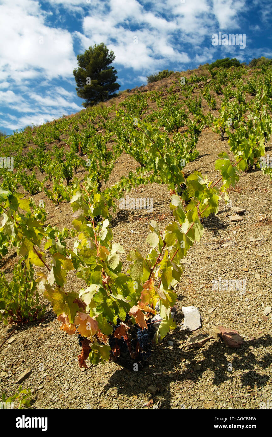 Priorat controlled denomination of origin hi-res stock photography and ...
