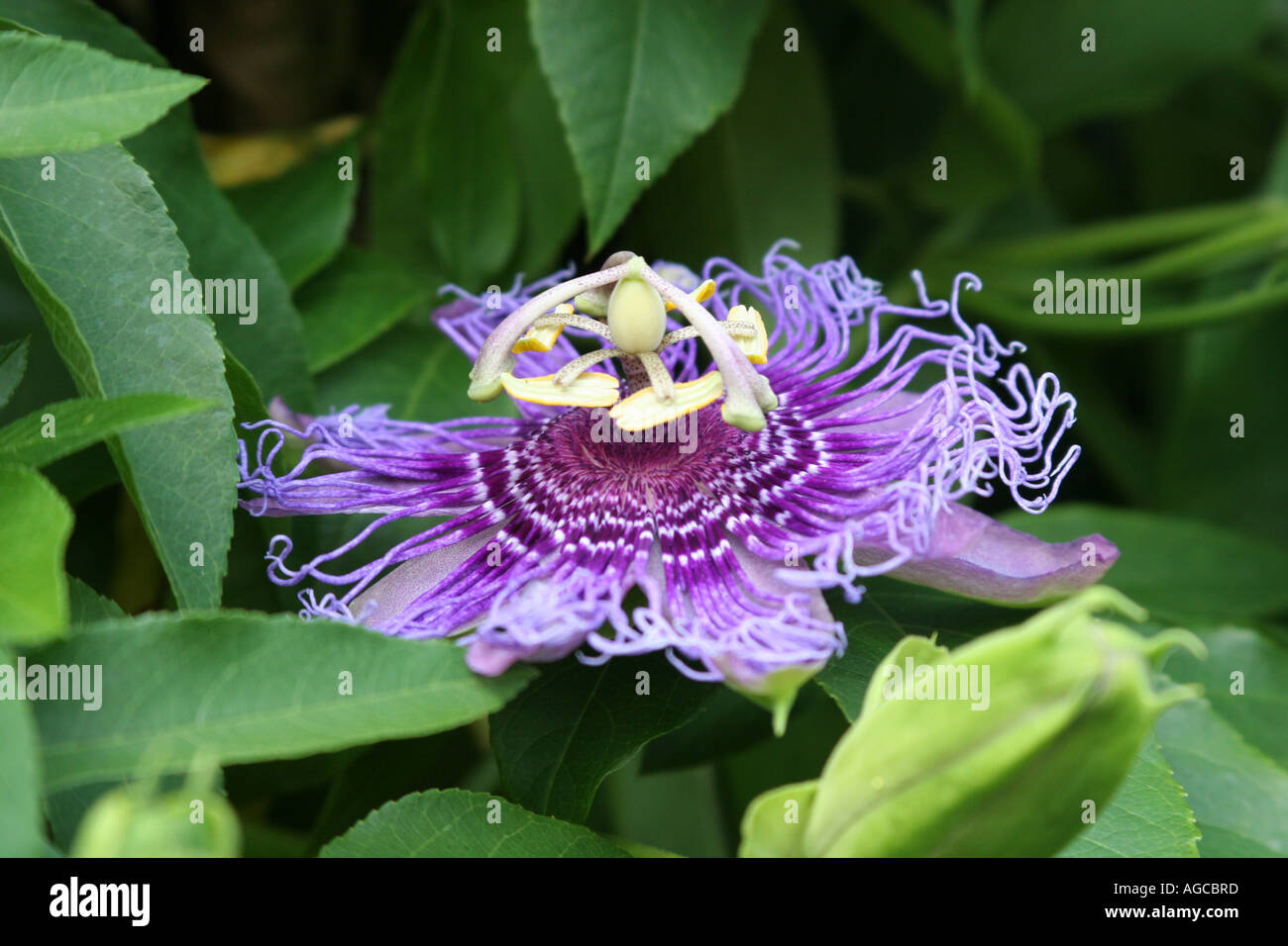 Passiflora Incense Lavender purple flowering passion flower producing a yellow fruit at Harry P Leu Gardens  in Orlando FL Stock Photo