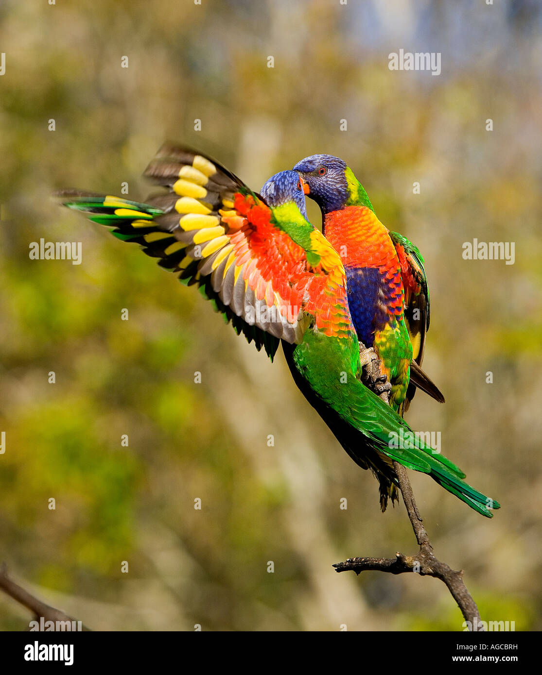 Rainbow lorikeets, Queensland, Australia Stock Photo