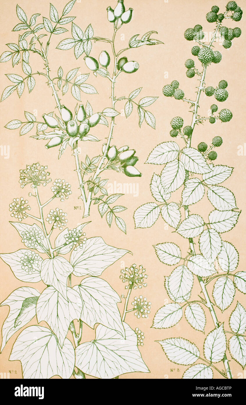 The Grammar of Ornament.  Leaves and Flowers from Nature No 6, Plate XCVI. Stock Photo