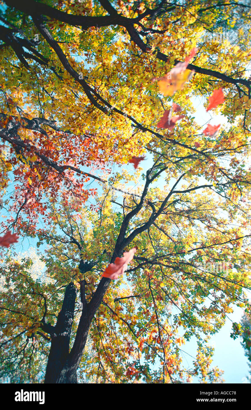Falling oak leaves hi-res stock photography and images - Alamy