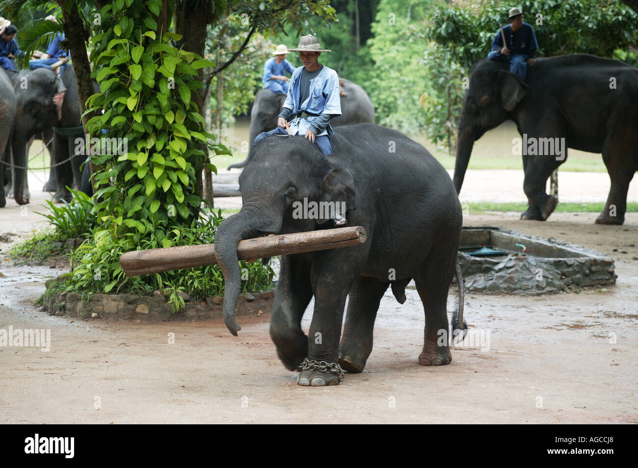 Man Riding A Baby Elephant Whist It Carries A Log At The Elephant Conservation Centre In Hang Chat Stock Photo Alamy