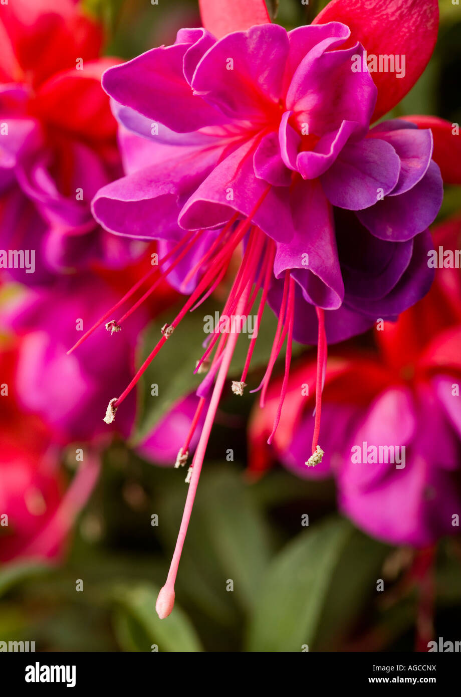Fuschia flowering plant Stock Photo