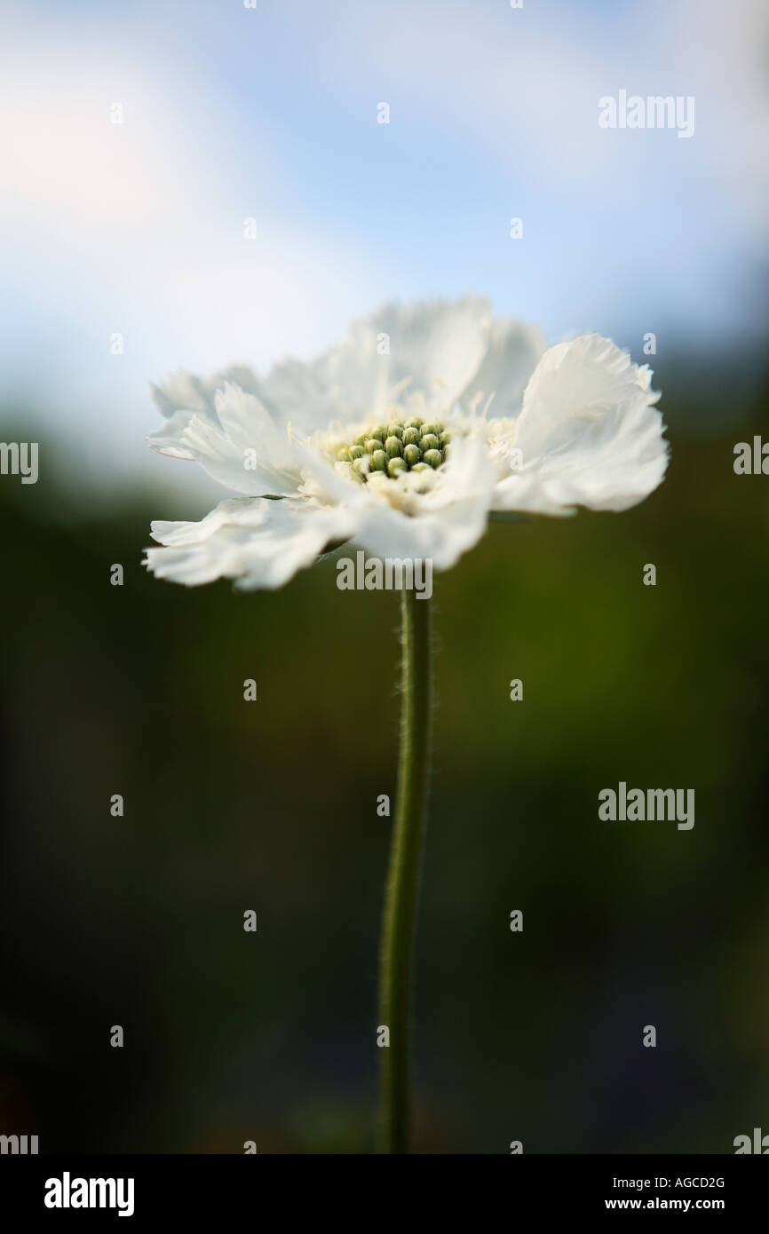 white flower Stock Photo