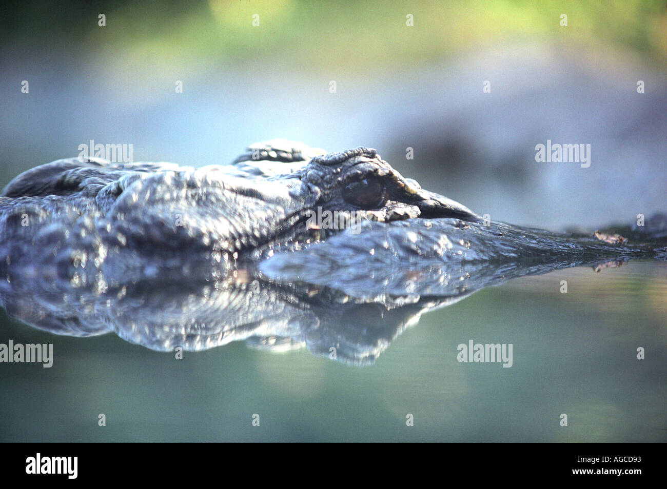 Eyes of an alligator just above the surface of the water Stock Photo