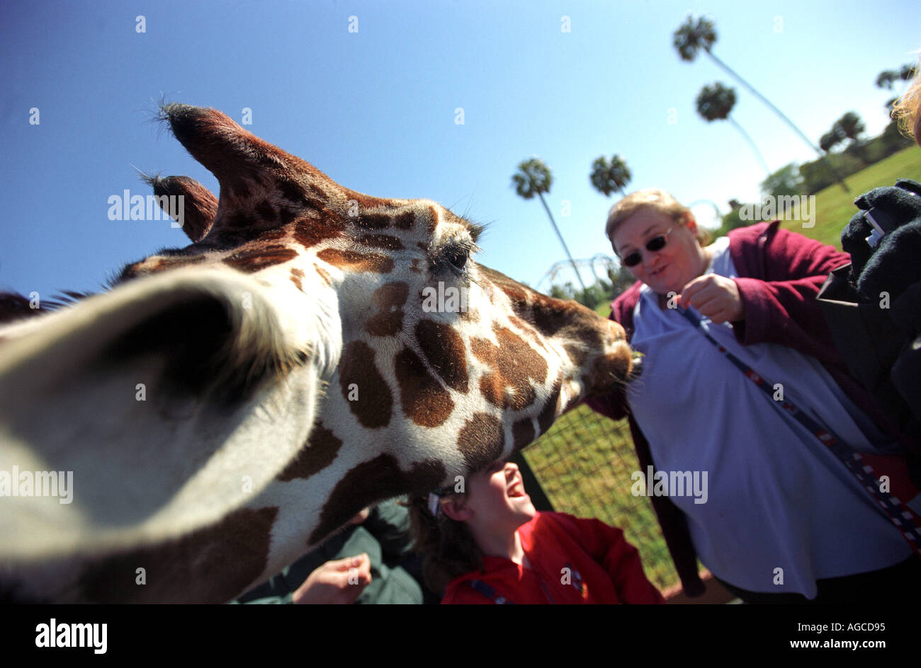 Tourists feed a giraffe at Busch Gardens in Orlando Florida USA Stock Photo