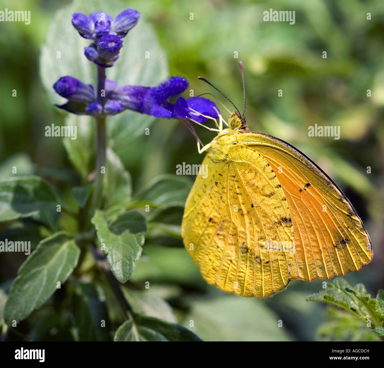 Orange-Barred Sulphur Butterfly Stock Photo