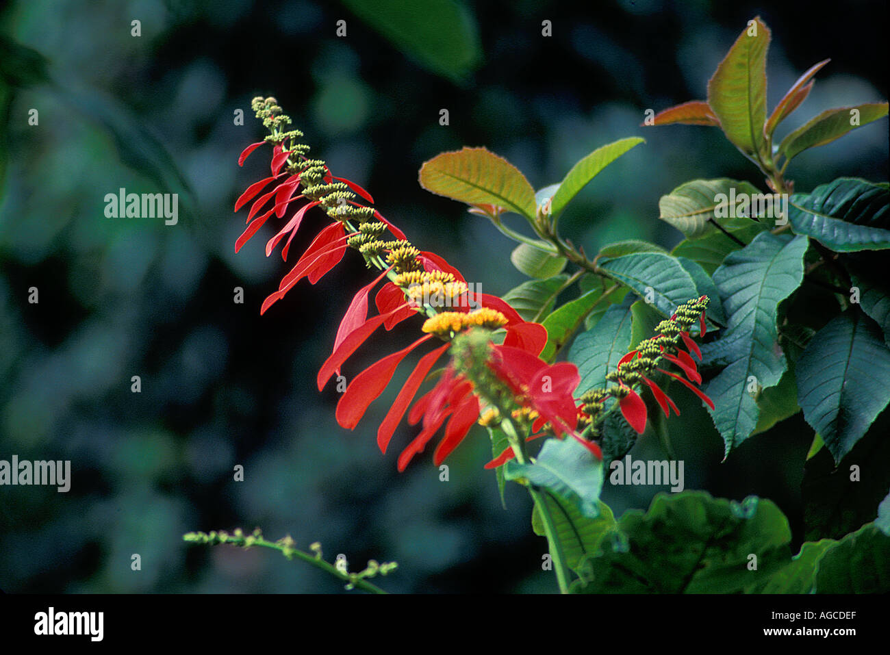 Chaconia tree hires stock photography and images Alamy