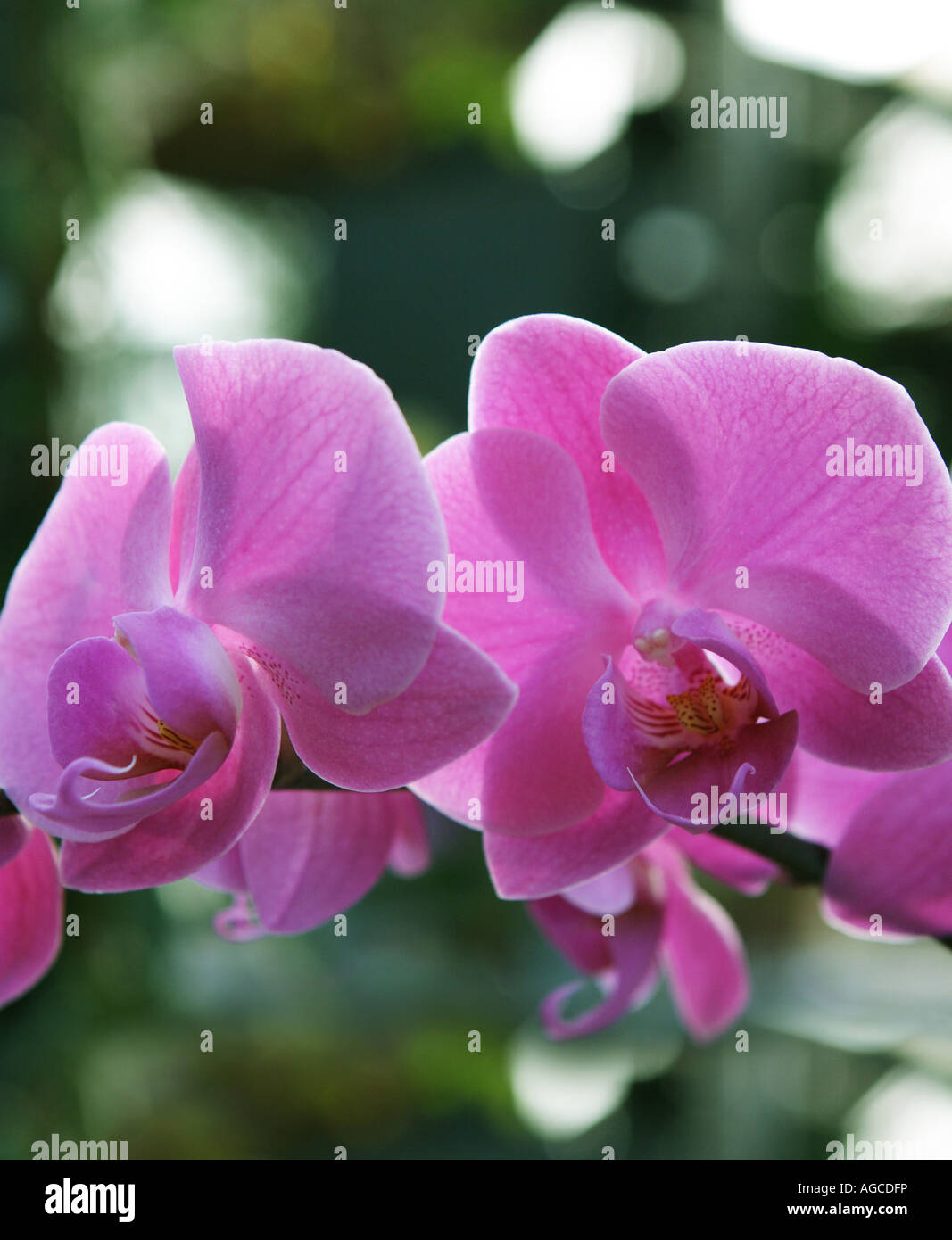 Pink orchard beauty fragile happy gift flower nature fragile summer Stock Photo