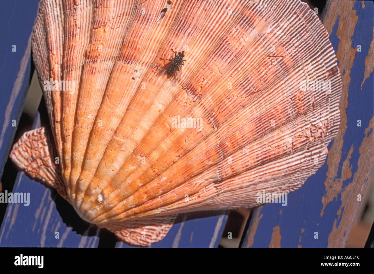 Shard framework hi-res stock photography and images - Alamy