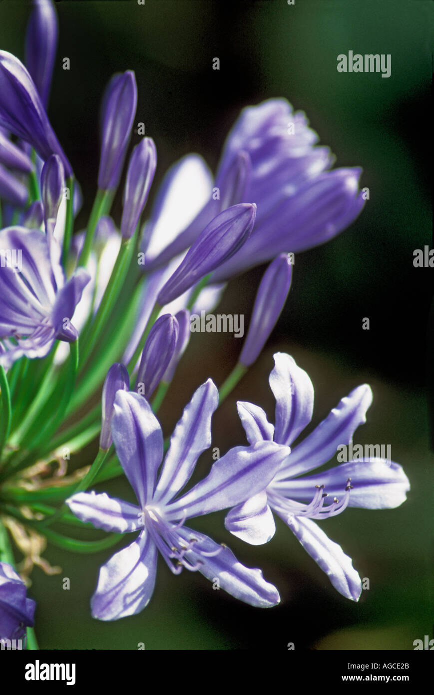 African Lily Agapanthus Orientalis Stock Photo - Alamy