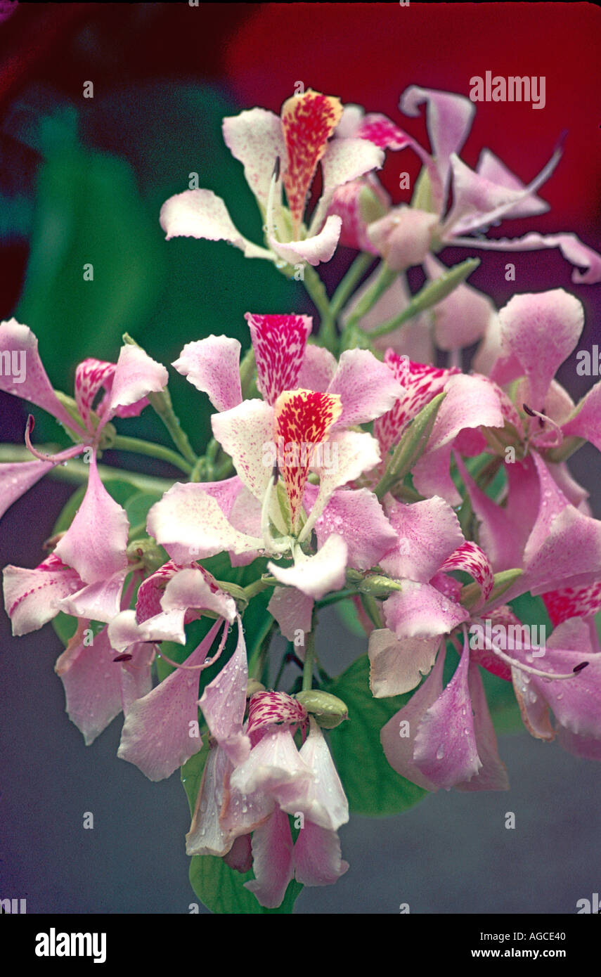 Orchid tree flores mariposa pink Stock Photo