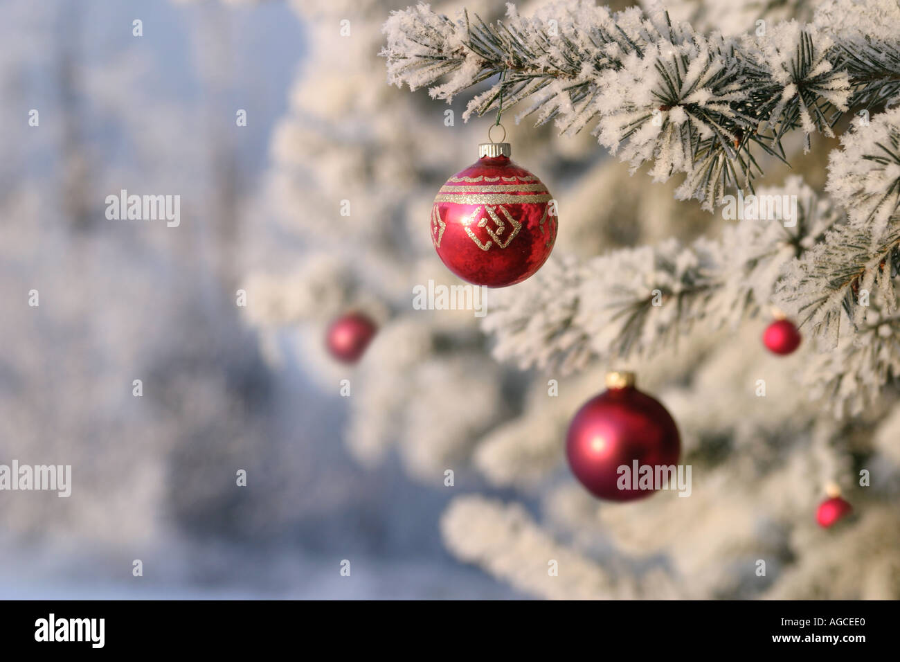 Red Christmas Ornaments on Frosted Tree Branch Stock Photo - Alamy