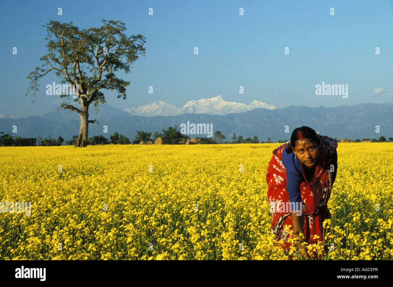 Nepal Bhairawa Woman in mustard seed field with snow covered Himalaya mountains in background Stock Photo