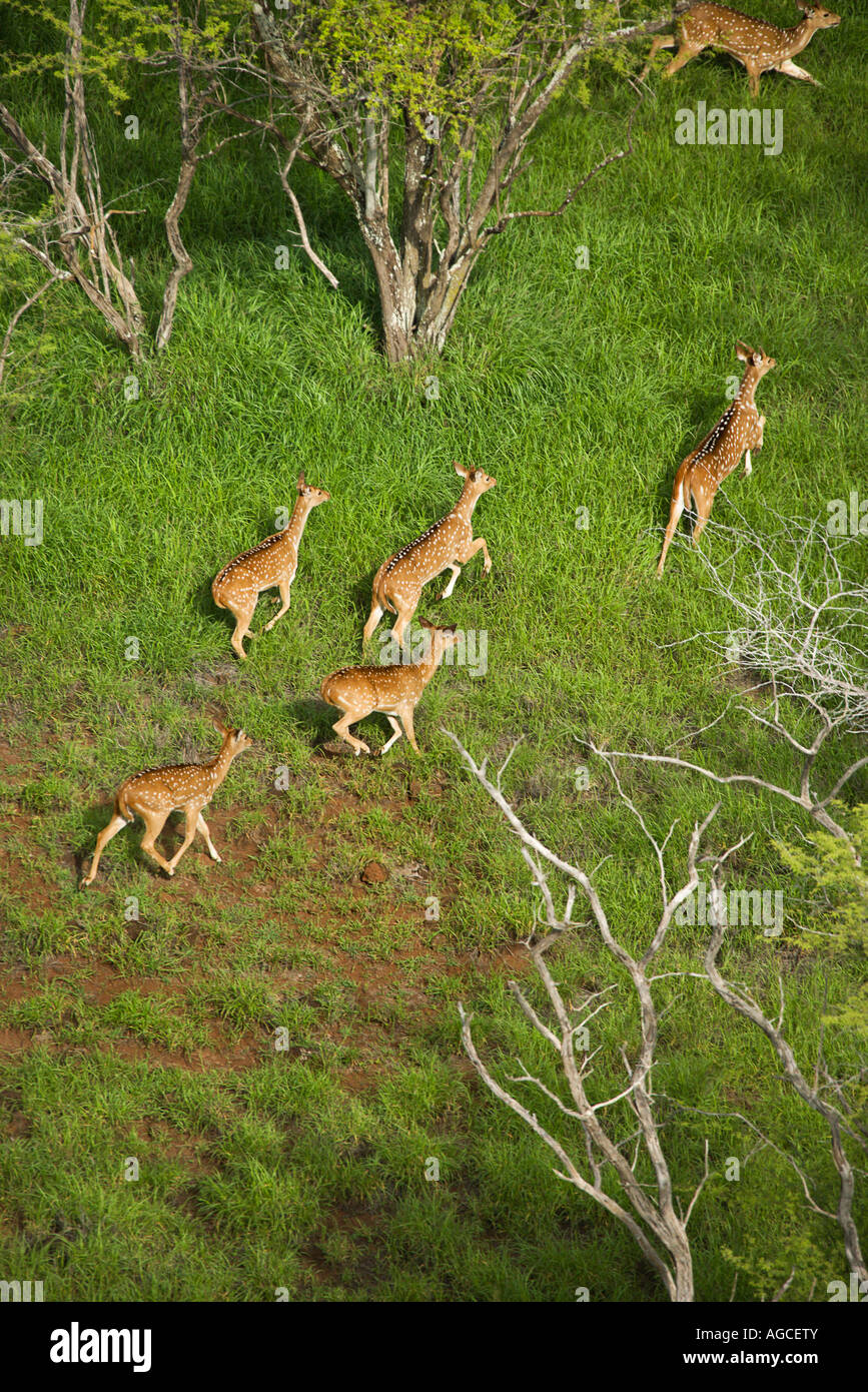 Aerial view of herd of running axis deer in Maui Hawaii Stock Photo Alamy