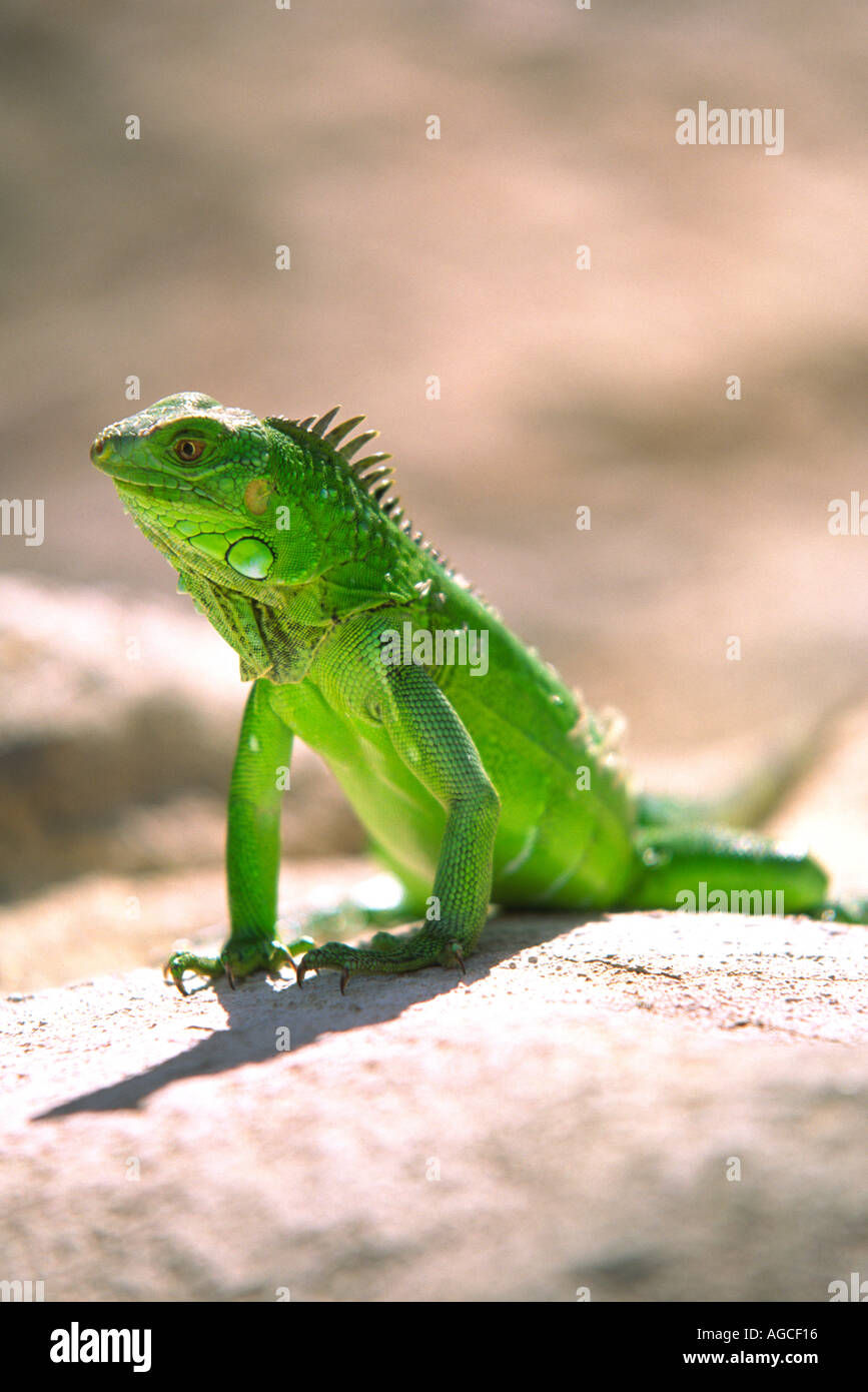 A green Iguana posing for a photograph in the beautiful island of Aruba Stock Photo