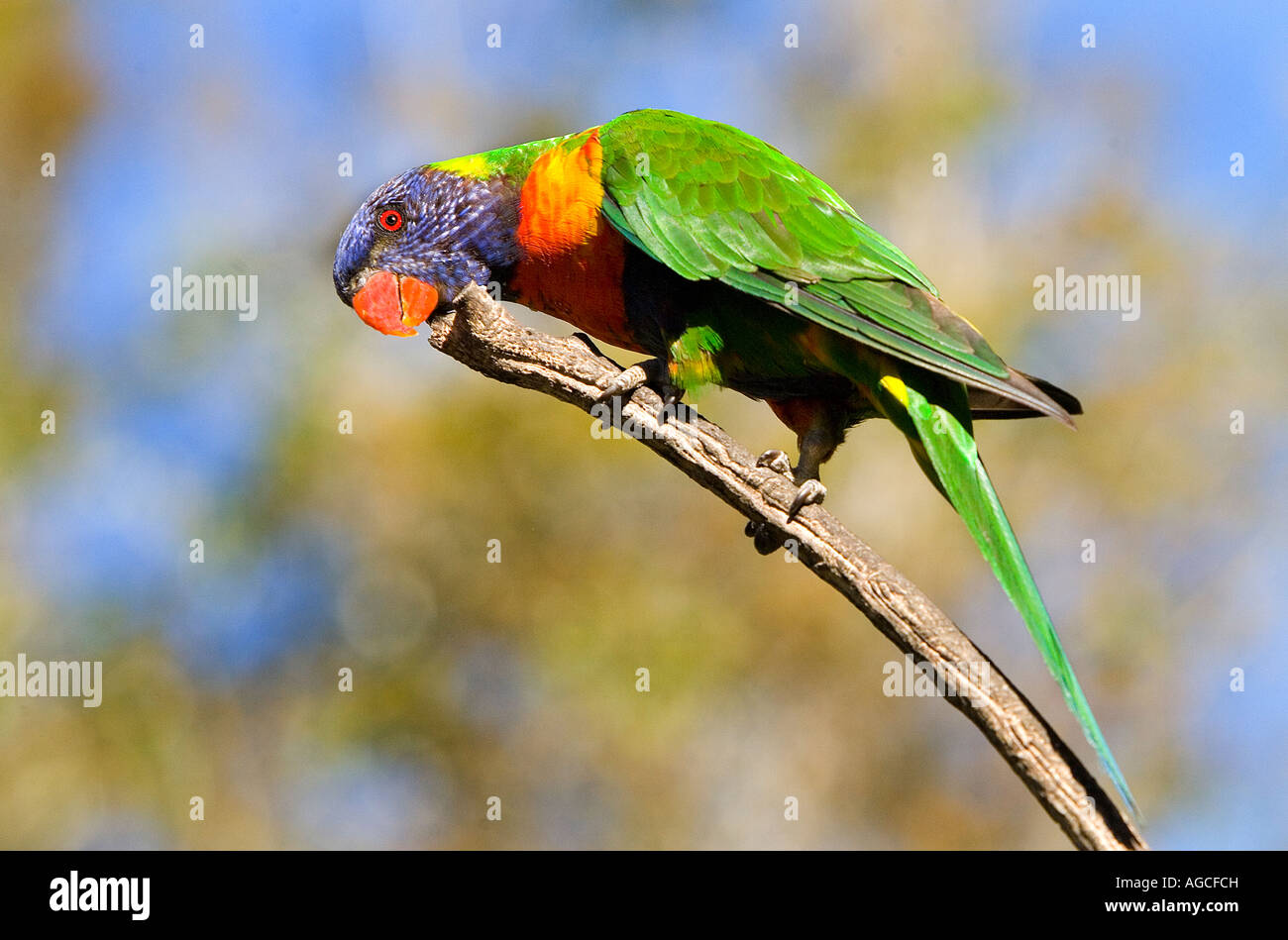 Rainbow lorikeet in the wild, Queensland, Australia Stock Photo