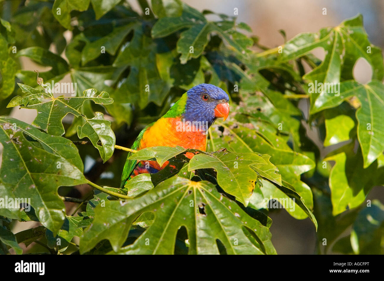 Rainbow lorikeet in the wild, Queensland, Australia Stock Photo