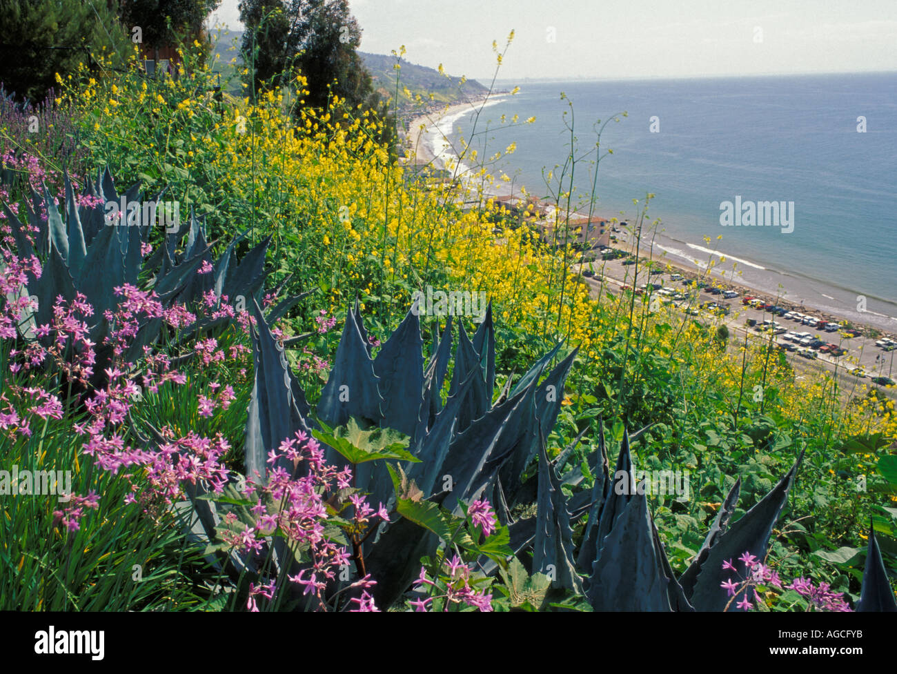 Flowers Malibu California United States of America Stock Photo Alamy